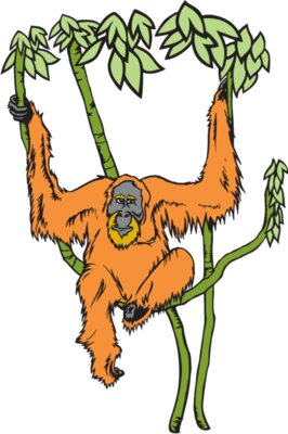 Orangutan01NC2clr