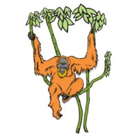 Orangutan01NC2clr