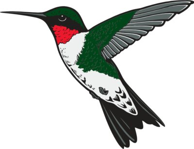 Hummingbird01NC2clr