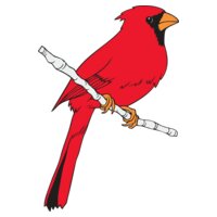 Cardinal01NC2clr