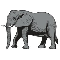 Elephant01NC2clr
