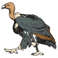 Vulture1NC2clr