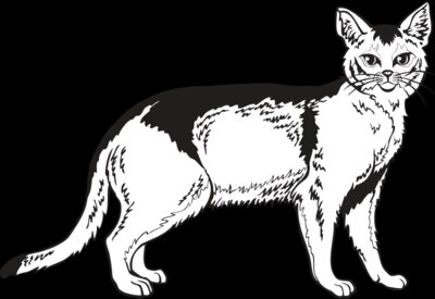 Abyssinian01NC2bw