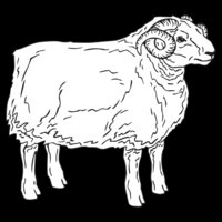 SHEEP5