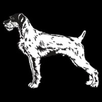 GreatWirehairdPointr01NC2bw