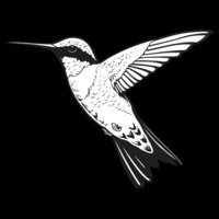 Hummingbird01NC2bw