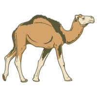 Camel02NC2clr