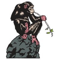 Chimpanzee01NC2clr