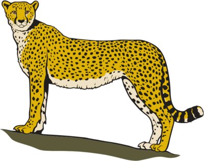 Cheetah01NC2clr