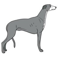 Greyhound01NC2clr