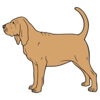Bloodhound01NC2clr
