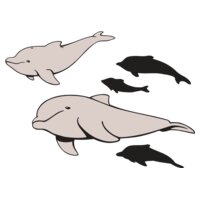 Dolphins1