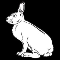 Rabbit1NC2bw