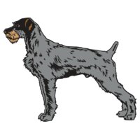 GreatWirehairdPointr01NC2clr