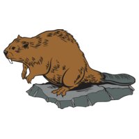 Beaver01NC2clr