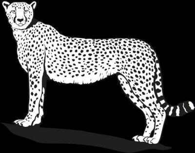 Cheetah01NC2bw