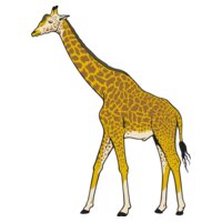 Giraffe01NC2clr