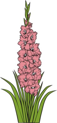 Gladiolus01NC2clr