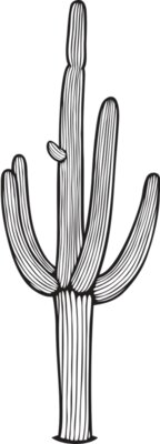 Saguaro01NC2bw