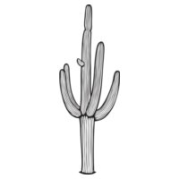 Saguaro01NC2bw