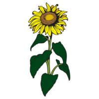 Sunflower01NC2clr
