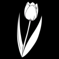 Tulip01NC2bw