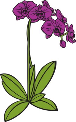 PhalaenopsisOrch01NC2clr