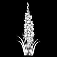 Gladiolus01NC2bw