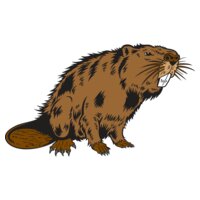 Beaver05V4clr