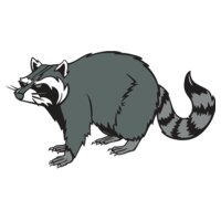 raccoonM08