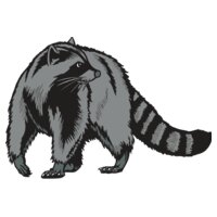 raccoon02V4clr