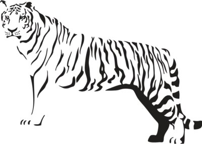 TigerP024