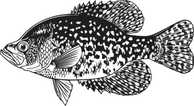CrappieFish01NC2bw